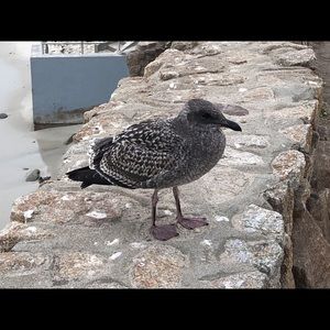 Meet your Posher, Jennie